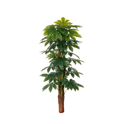 MATA TUTOR ARALIA 1.20MT