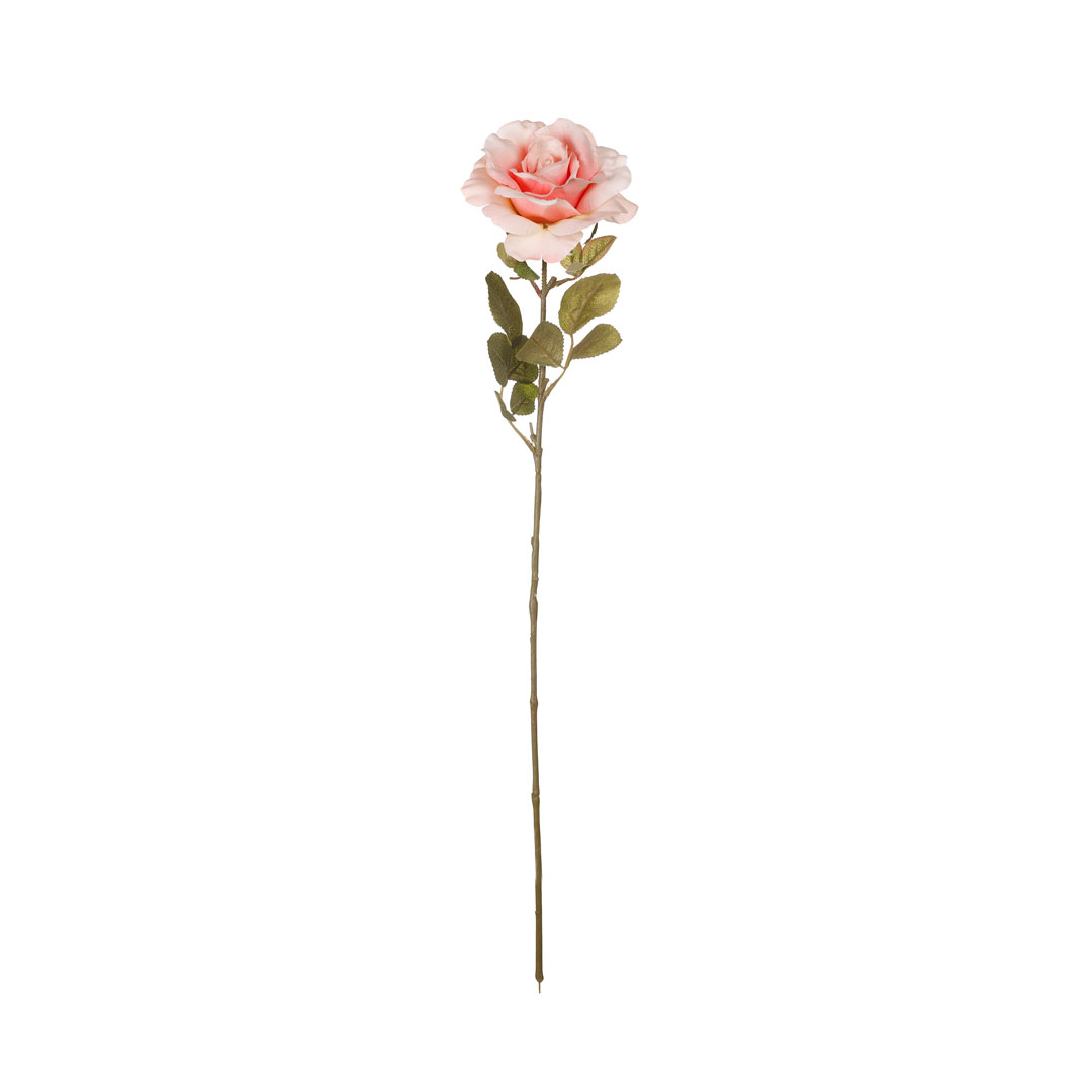 9482.14.jpg ROSA GRANDIFLORA *SALMON