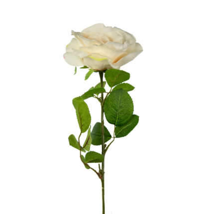 ROSA GRANDIFLORA *BEIGE
