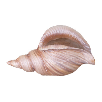 CARACOLA MARINA 24,5x14x15CM *NATURAL