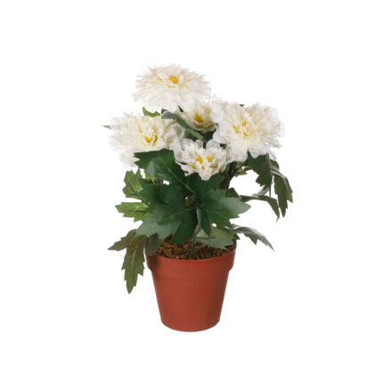 MACETITA ZINNIA