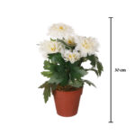 MACETITA ZINNIA