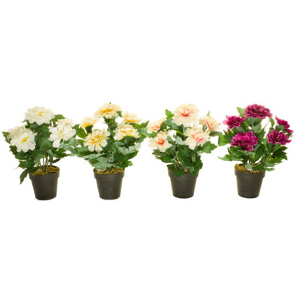 MACETITA ZINNIA
