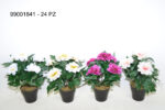 MACETITA ZINNIA *SURTIDO