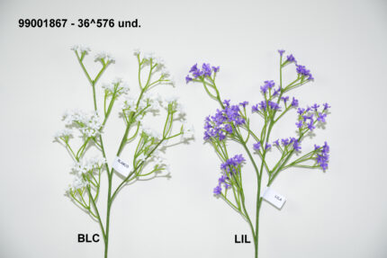 VARA GYPSOPHILA PRIMOLA