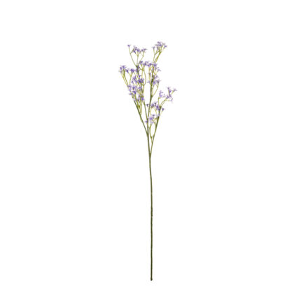 VARA GYPSOPHILA PRIMOLA