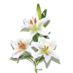VARA LILIUM*ROSA*