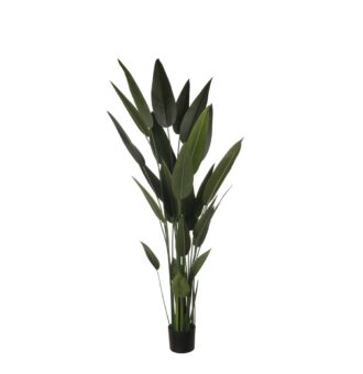 CANNA TROPICAL 180CM