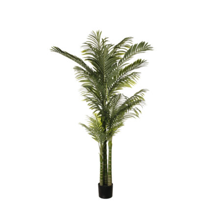 ARECA CATECHU X2 180CM