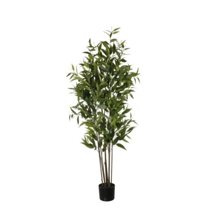 EUCALYPTUS 180CM