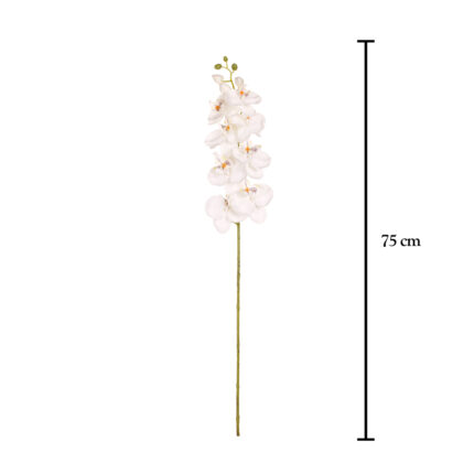 VARA PHALAENOPSIS *TURQ. OSC.