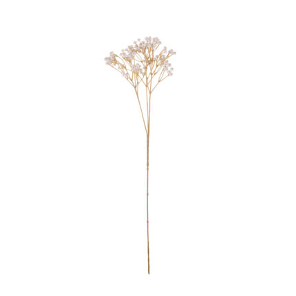 VARA GYPSOPHILA