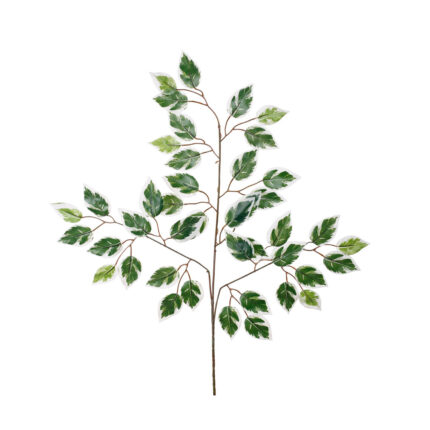 POMO FICUS X12