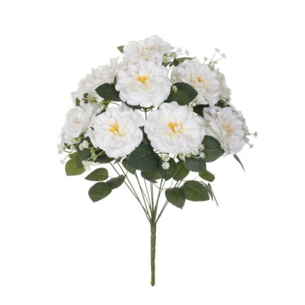 R. CAMELIA GIG.