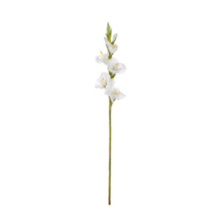 VARA GLADIOLO SPRING