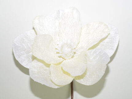 MAGNOLIA *BLANCO