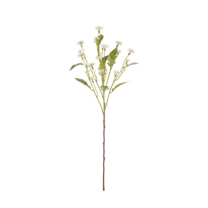 V. MARGARITA DAISY SPRAY