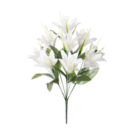 R. LILIUM
