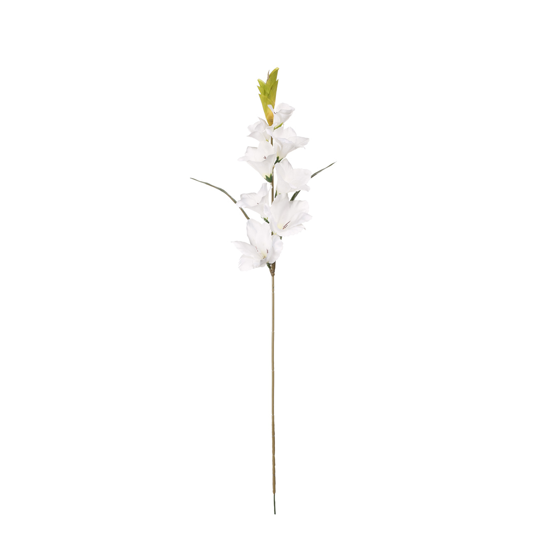 99023524-0.jpg GLADIOLO GRANDE *BLANCO