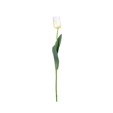 VARA TULIPAN