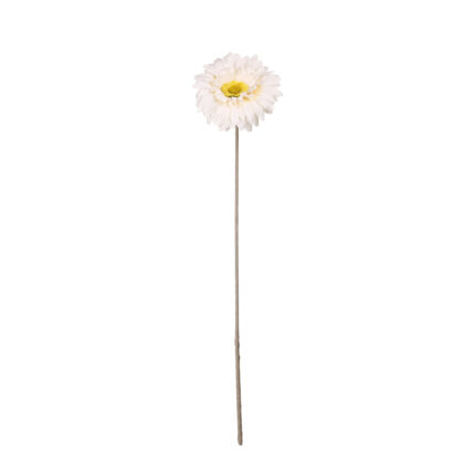 GERBERA *BLANCO