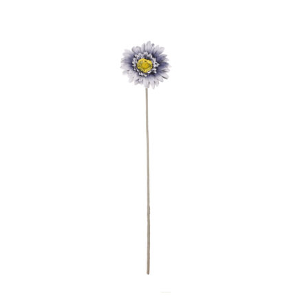 GERBERA *FUXIA