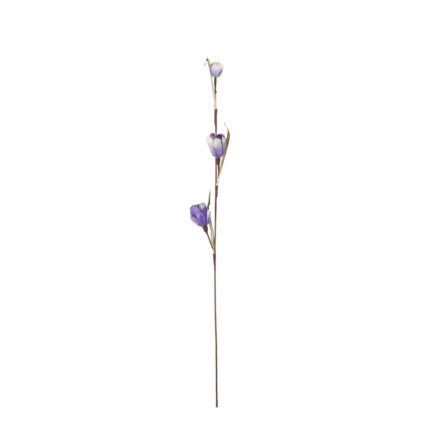 VARA MAGNOLIA