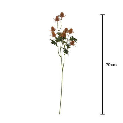 VARA ERYNGIUM