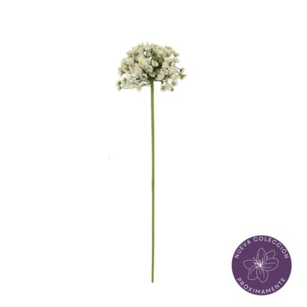 VARA ALLIUM