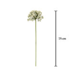 VARA ALLIUM