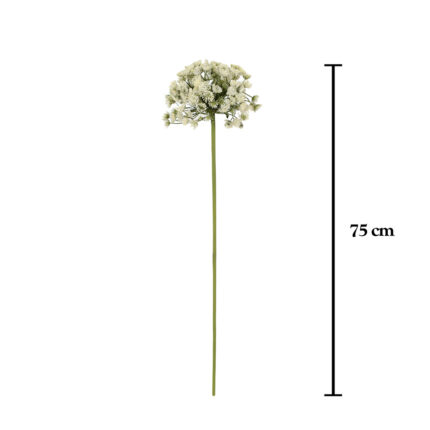 VARA ALLIUM