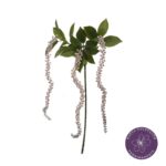 VARA AMARANTHUS