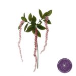 VARA AMARANTHUS