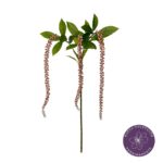 VARA AMARANTHUS