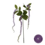 VARA AMARANTHUS