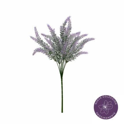 R. LAVANDA
