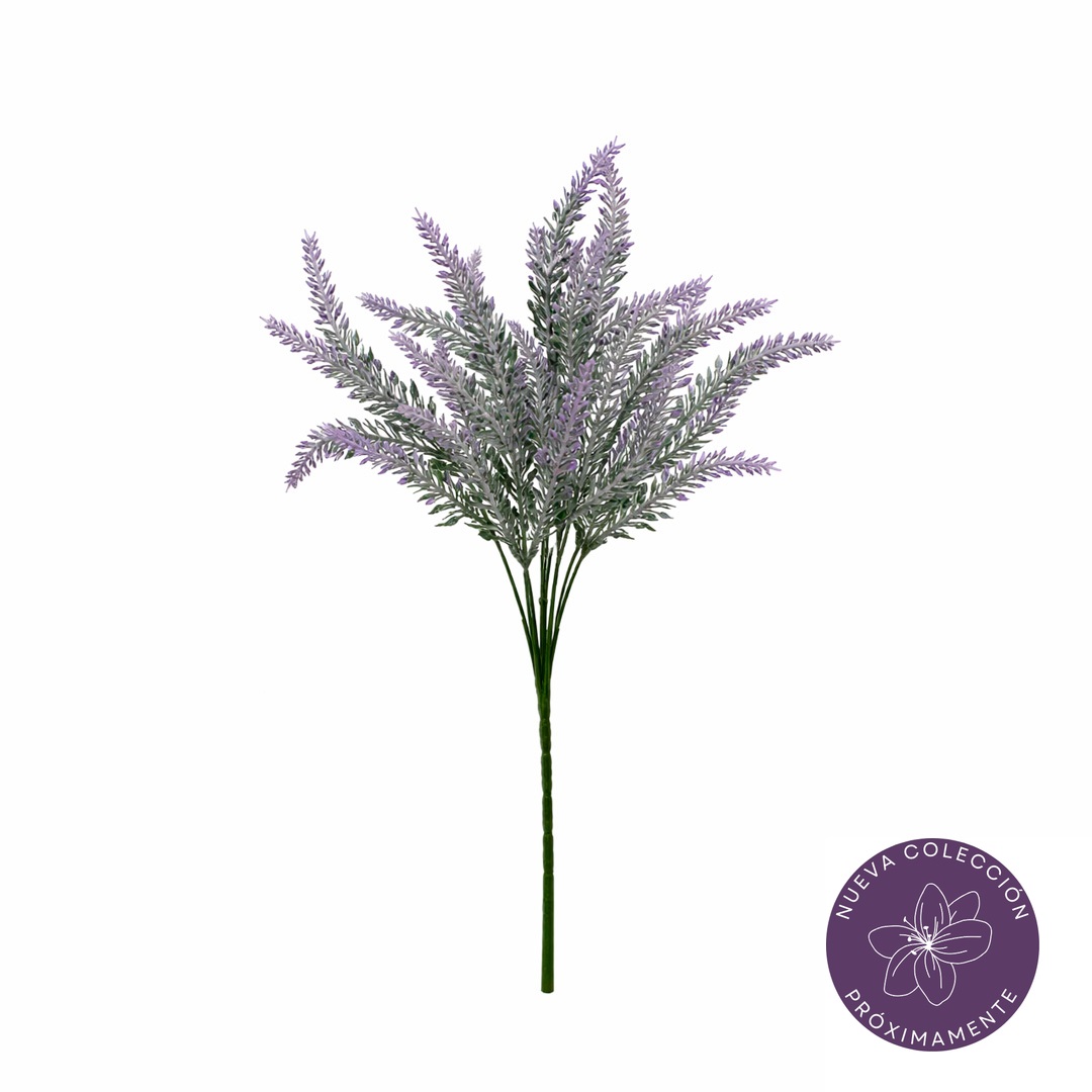 99055091-24.jpg R. LAVANDA