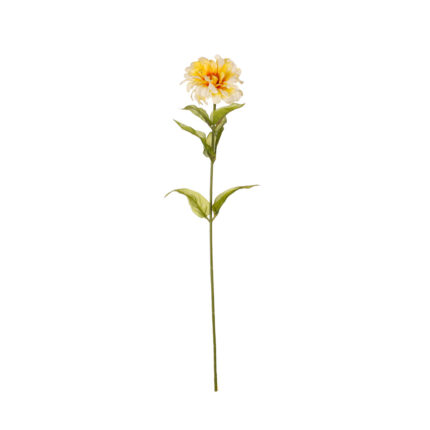DALIA CON SEMILLA