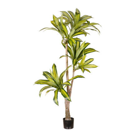 DRACENA 170CM