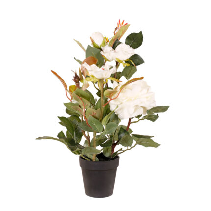 ROSAL 40CM