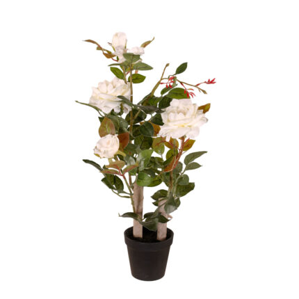 ROSAL 60CM