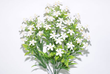 R.PRIMULA*BLANCO