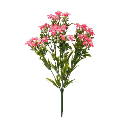 R.PRIMULA