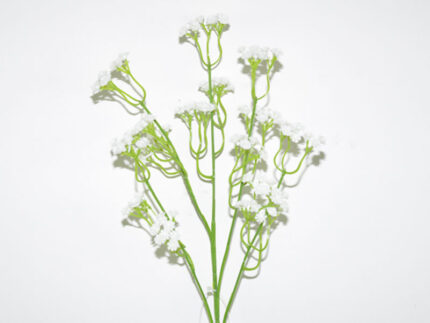 V.GUIXO*BLANCO