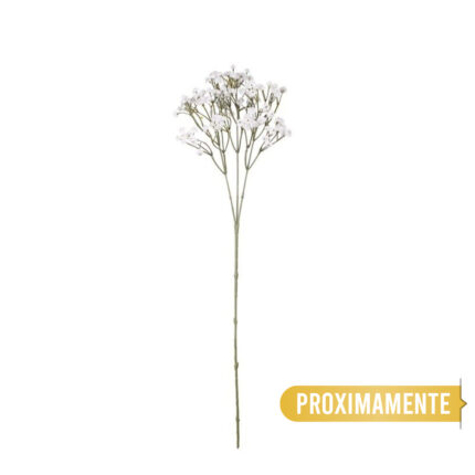 VARA PANICULATA *BLANCO