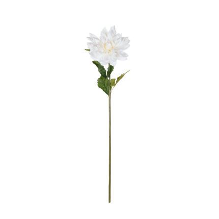 ZINNIA GRANDE *BLANCO