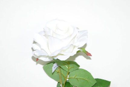 ROSA X1 *BLANCO