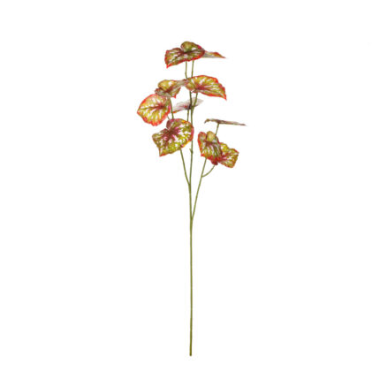 VARA BEGONIA