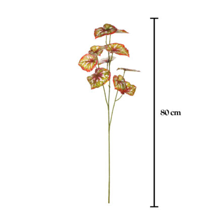 VARA BEGONIA