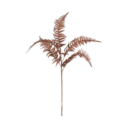 VARA FILICOPSIDA